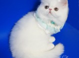 Персидский котенок белого окраса Диана / Москва